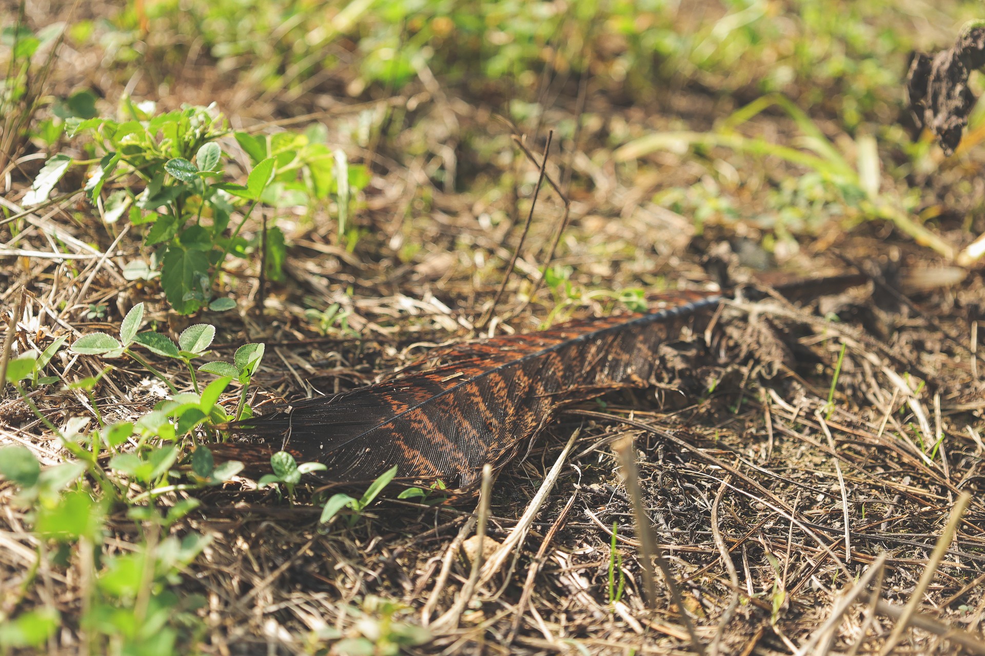 555 Lay Hollow Road Waynesboro, TN 38485 - Photo 50 of 68 a picture of a tree