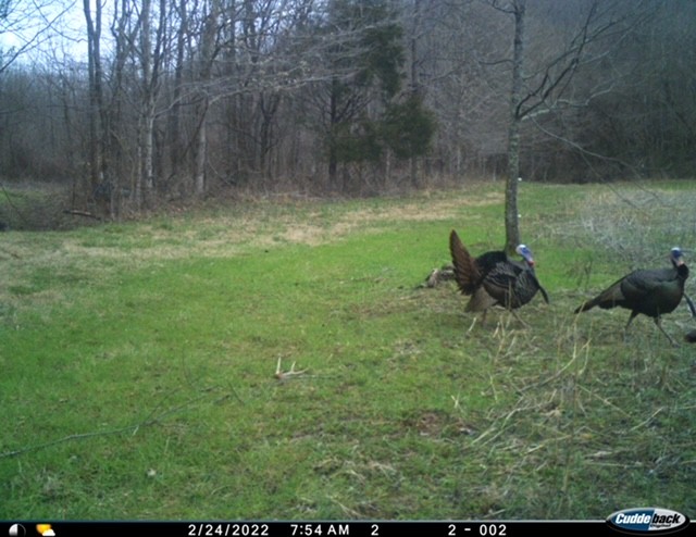 555 Lay Hollow Road Waynesboro, TN 38485 - Photo 5 of 68 a view of a outdoor space