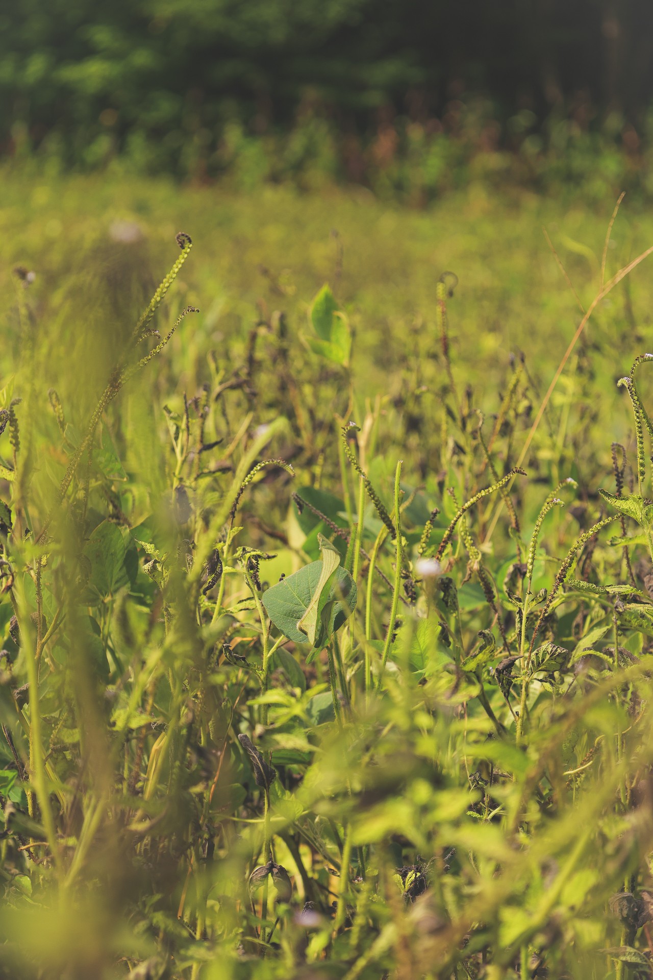 555 Lay Hollow Road Waynesboro, TN 38485 - Photo 51 of 68