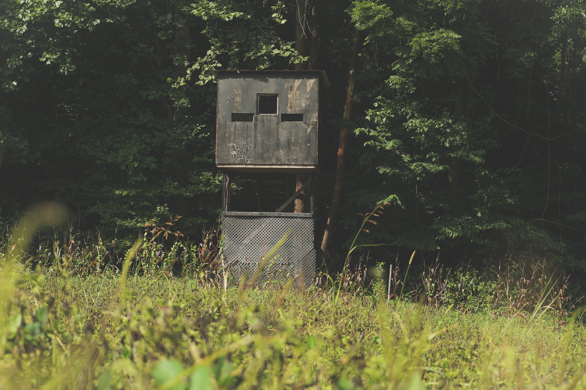 555 Lay Hollow Road Waynesboro, TN 38485 - Photo 52 of 68 a backyard of a house with lots of green space