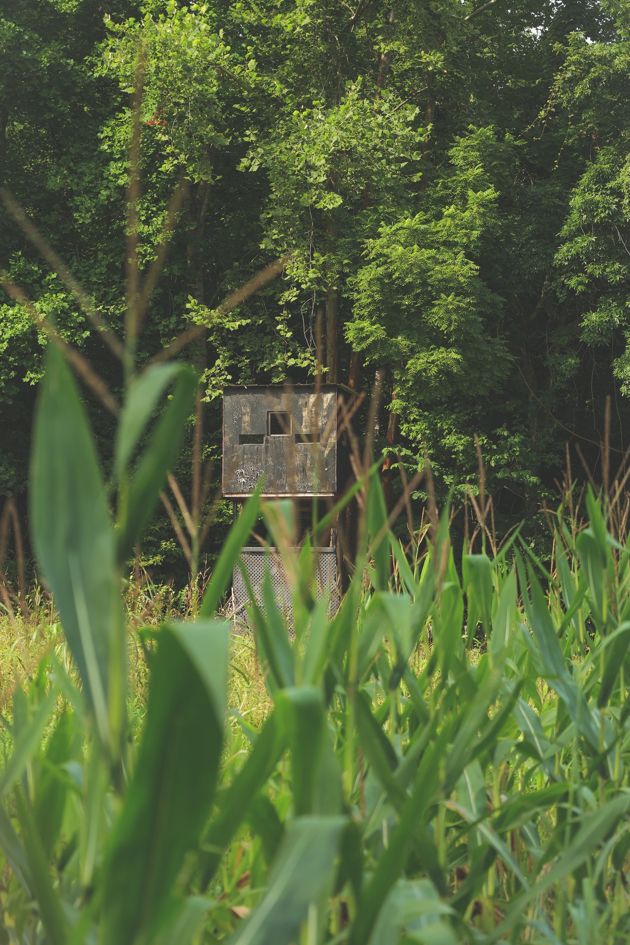 555 Lay Hollow Road Waynesboro, TN 38485 - Photo 53 of 68 a close up of a plant in a garden
