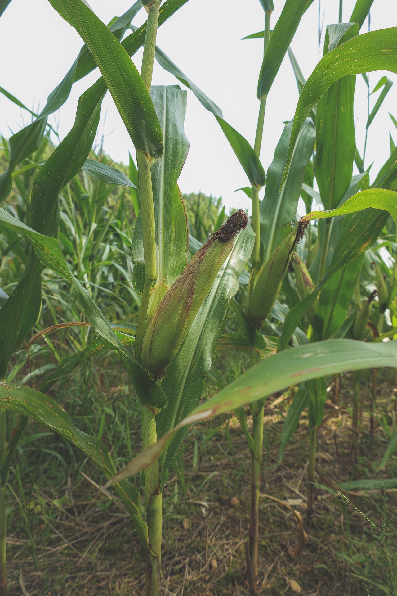 555 Lay Hollow Road Waynesboro, TN 38485 - Photo 54 of 68 a view of banana tree