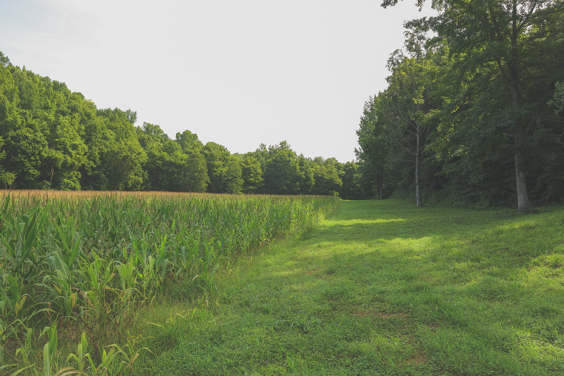 555 Lay Hollow Road Waynesboro, TN 38485 - Photo 55 of 68 a view of a field with a lake view