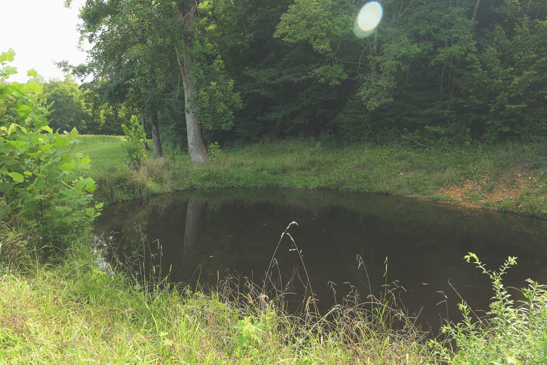 555 Lay Hollow Road Waynesboro, TN 38485 - Photo 56 of 68 a view of a lake from a yard