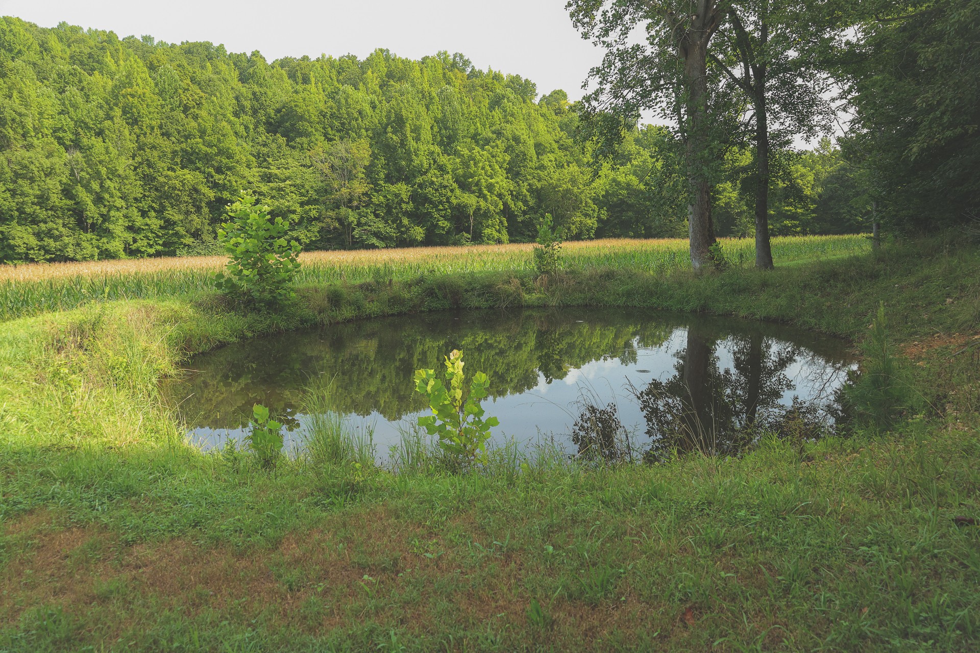 555 Lay Hollow Road Waynesboro, TN 38485 - Photo 57 of 68 a view of a lake with a yard and large trees