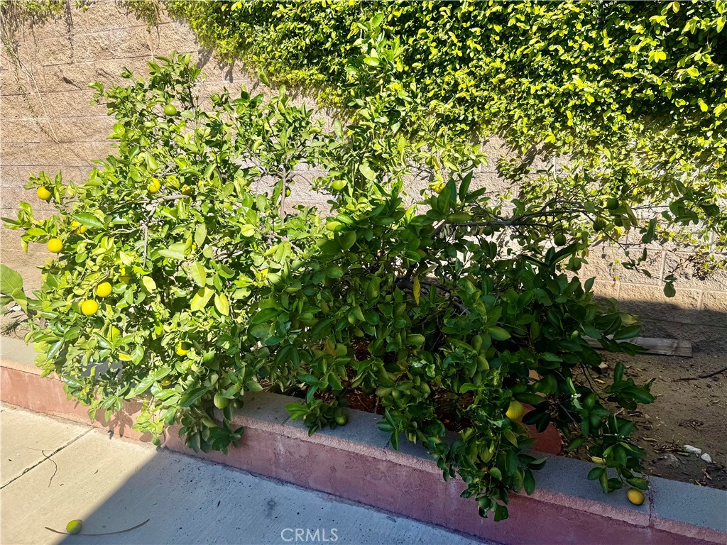 5982 Harrison Street Chino, CA 91710 - Photo 6 of 43 a view of a garden