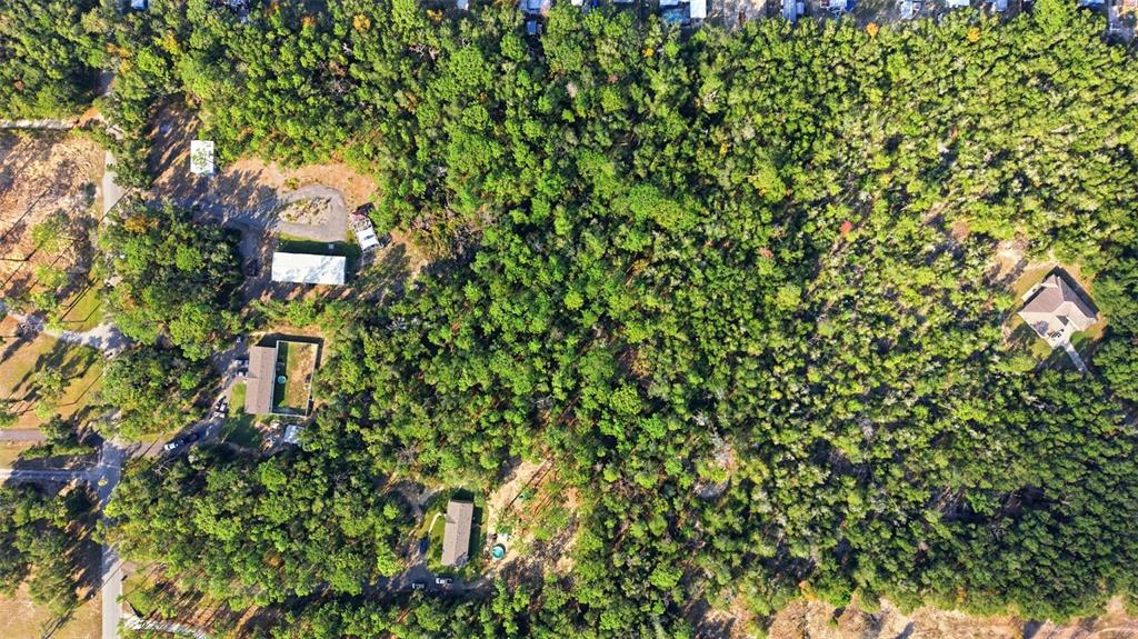 6170 La Pine Road Brooksville, FL 34602 - Photo 61 of 63 a picture of a tree