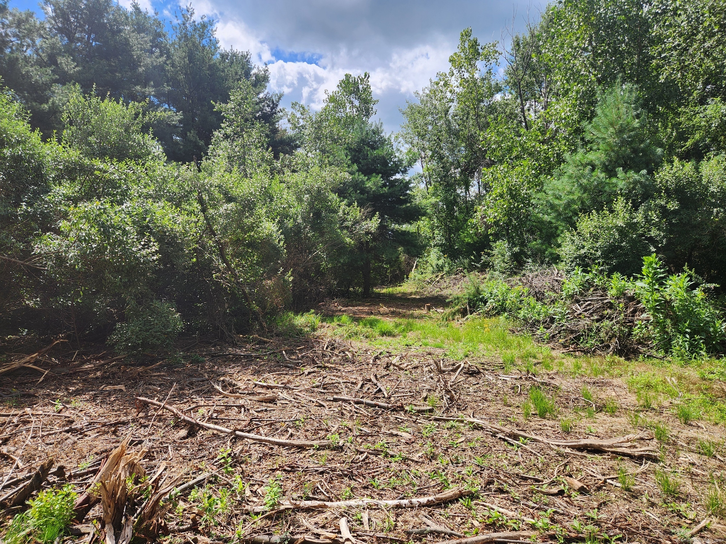 83 River Road Willington, CT 06279 - Photo 5 of 11 a view of a yard with plants and large trees