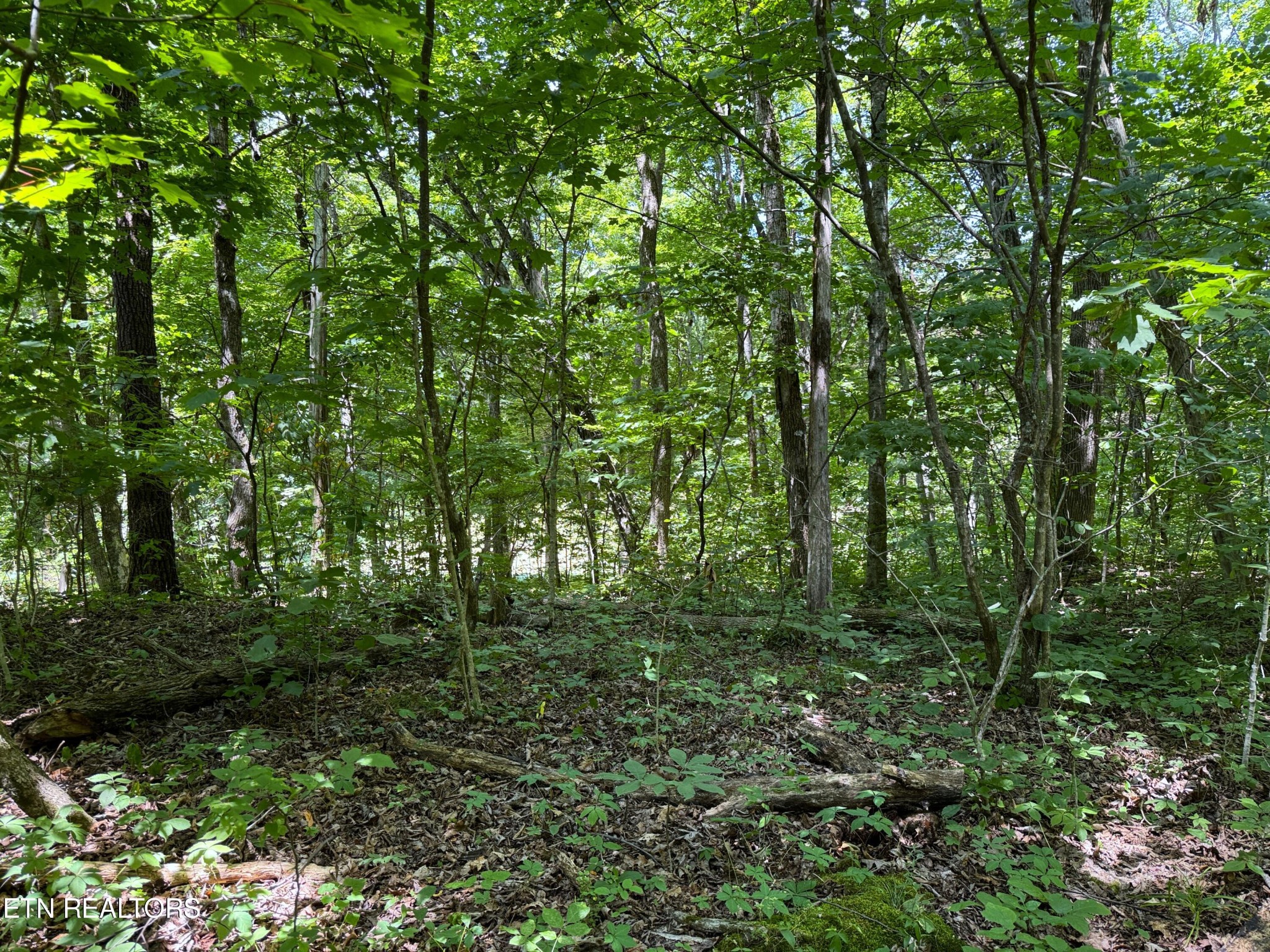 68 Friendship Road Greeneville, TN 37745 - Photo 3 of 16 a big yard with lots of green space and trees