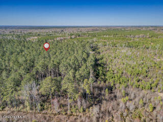 137.18-ac Ivanhoe Road Harrells, NC 28444 - Photo 14 of 21 Ivanhoe Rd 60