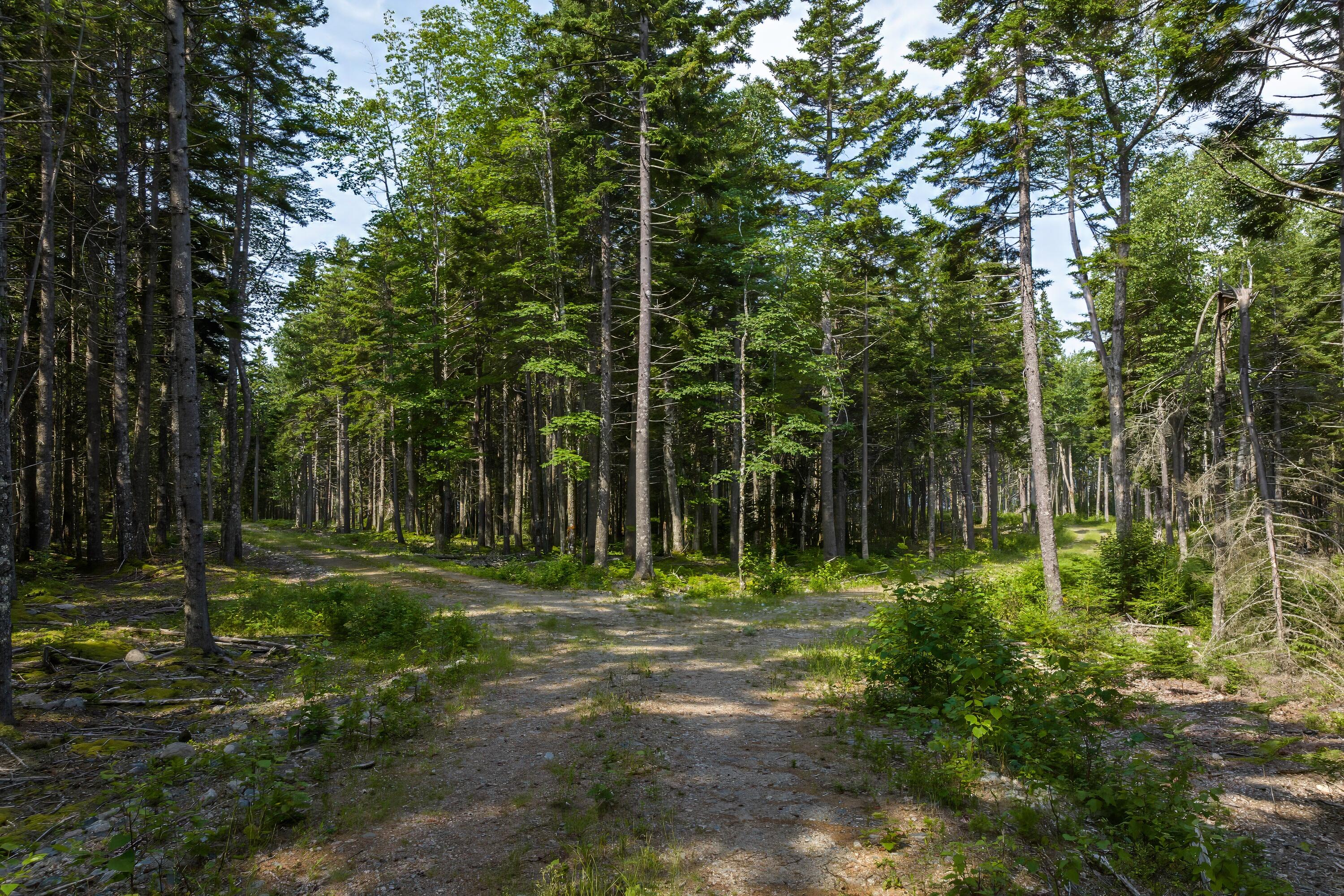 102 Estates Road, Unit LOT #3 Steuben, ME 04680 - Photo 14 of 21 Lot 3 (9)