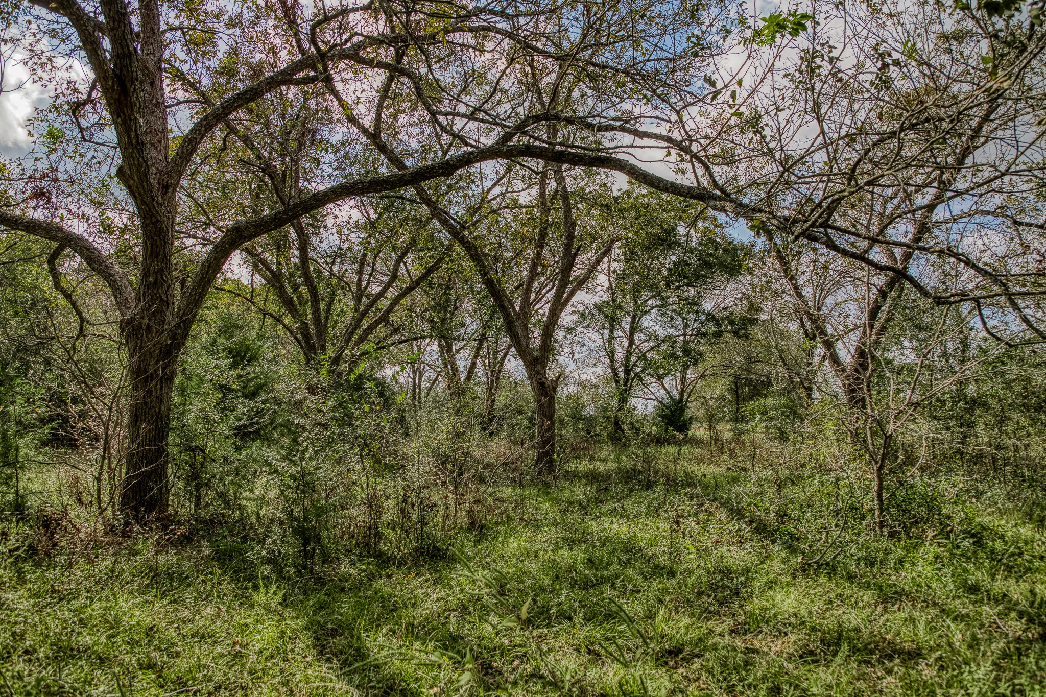 2 Sun Oil Road Brenham, TX 77833 - Photo 11 of 35 a view of a forest with lots of trees