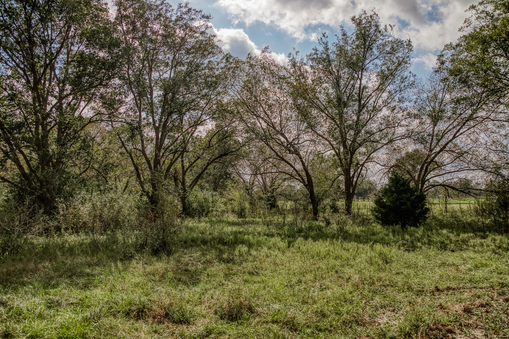 2 Sun Oil Road Brenham, TX 77833 - Photo 13 of 35 a view of a yard with large trees