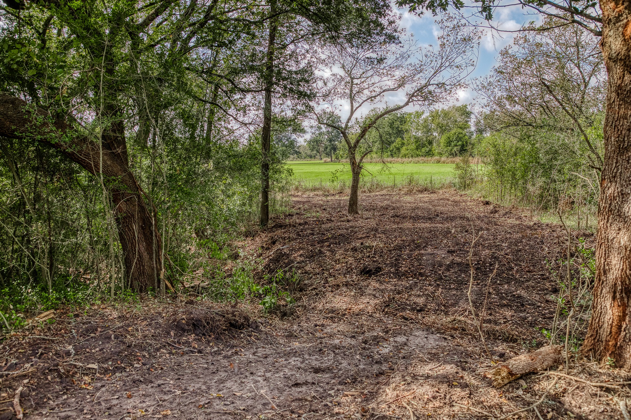 2 Sun Oil Road Brenham, TX 77833 - Photo 17 of 35 a view of a forest with trees in the background