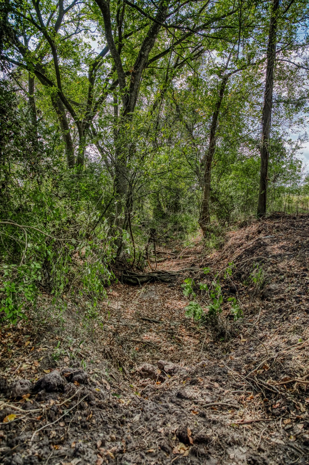 2 Sun Oil Road Brenham, TX 77833 - Photo 18 of 35 a view of a forest with trees in the background