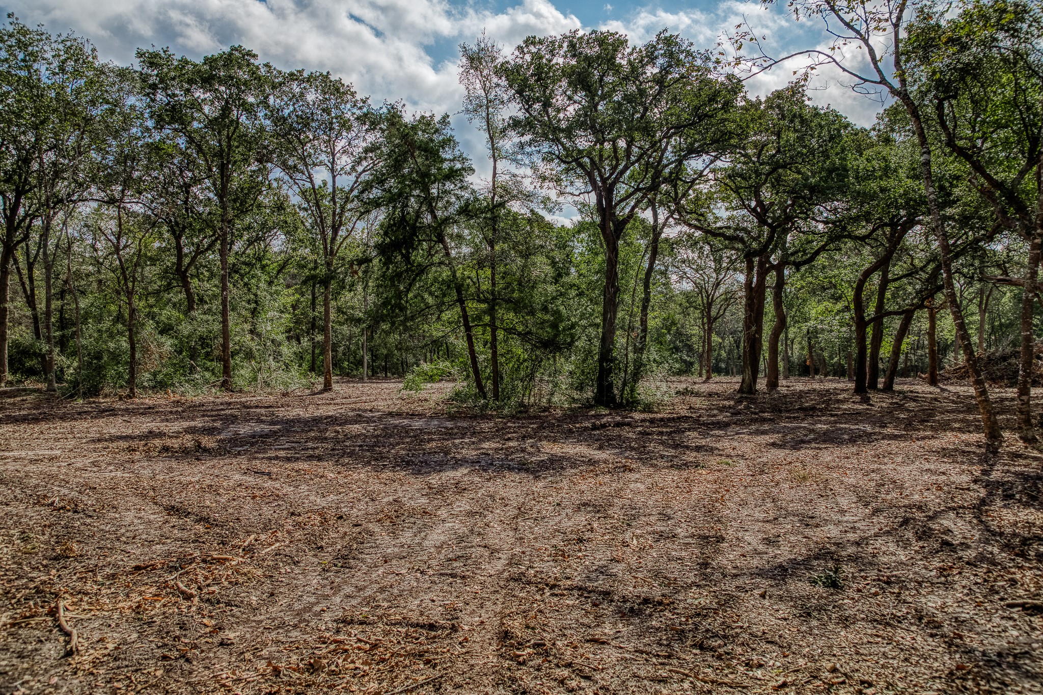 2 Sun Oil Road Brenham, TX 77833 - Photo 23 of 35 a view of a forest with trees in the background