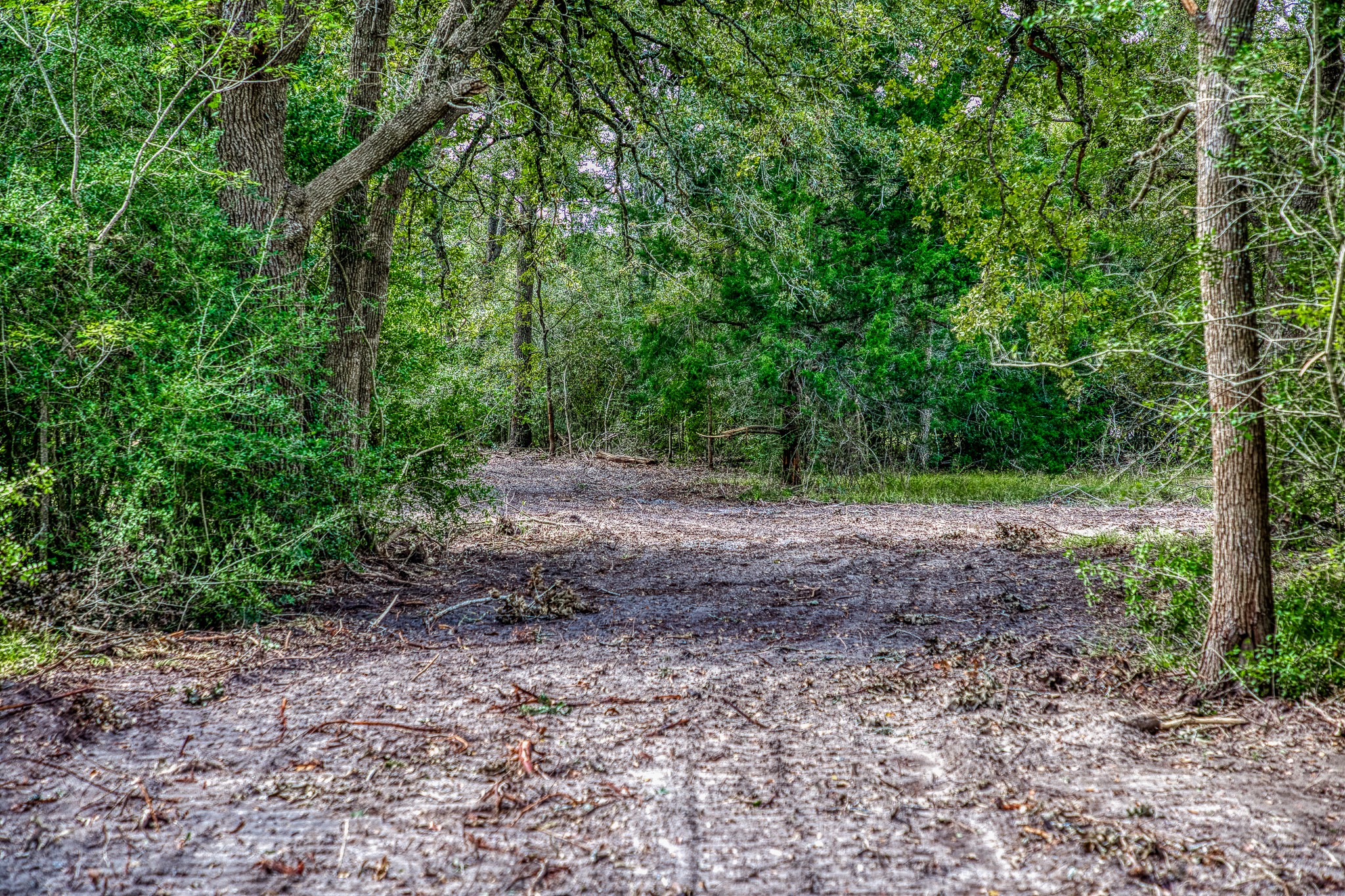 2 Sun Oil Road Brenham, TX 77833 - Photo 3 of 35 a view of a yard with plants and trees