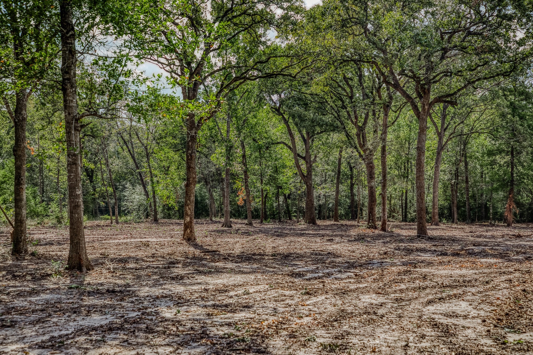2 Sun Oil Road Brenham, TX 77833 - Photo 8 of 35 a view of a backyard with trees