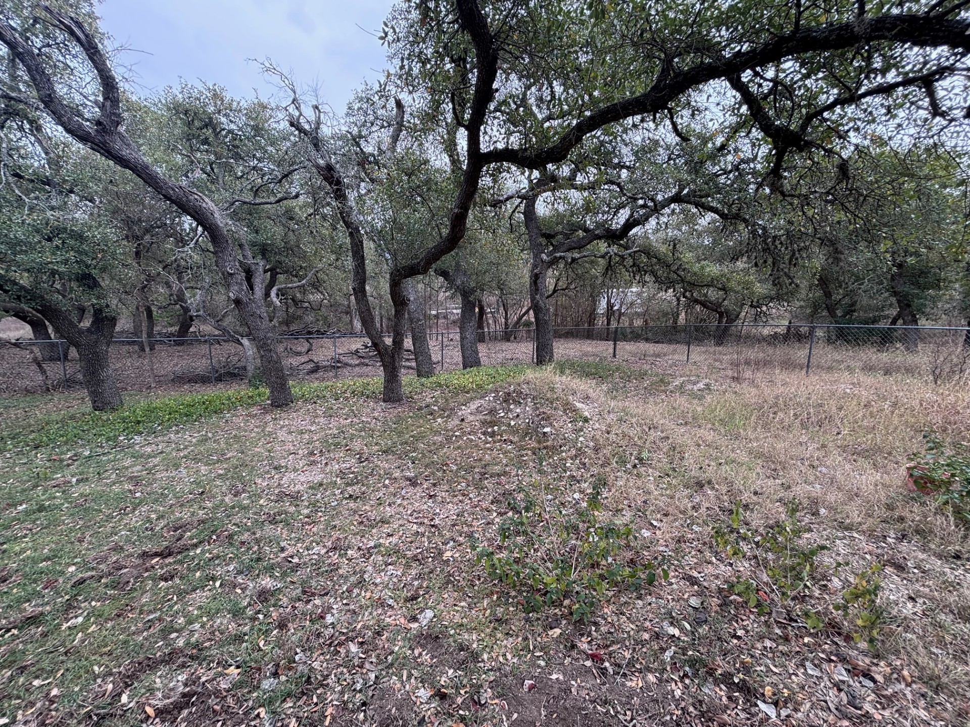 10302 Spring Circle Austin, TX 78736 - Photo 6 of 6 Natural landscape featuring mature trees and a chain-link fence