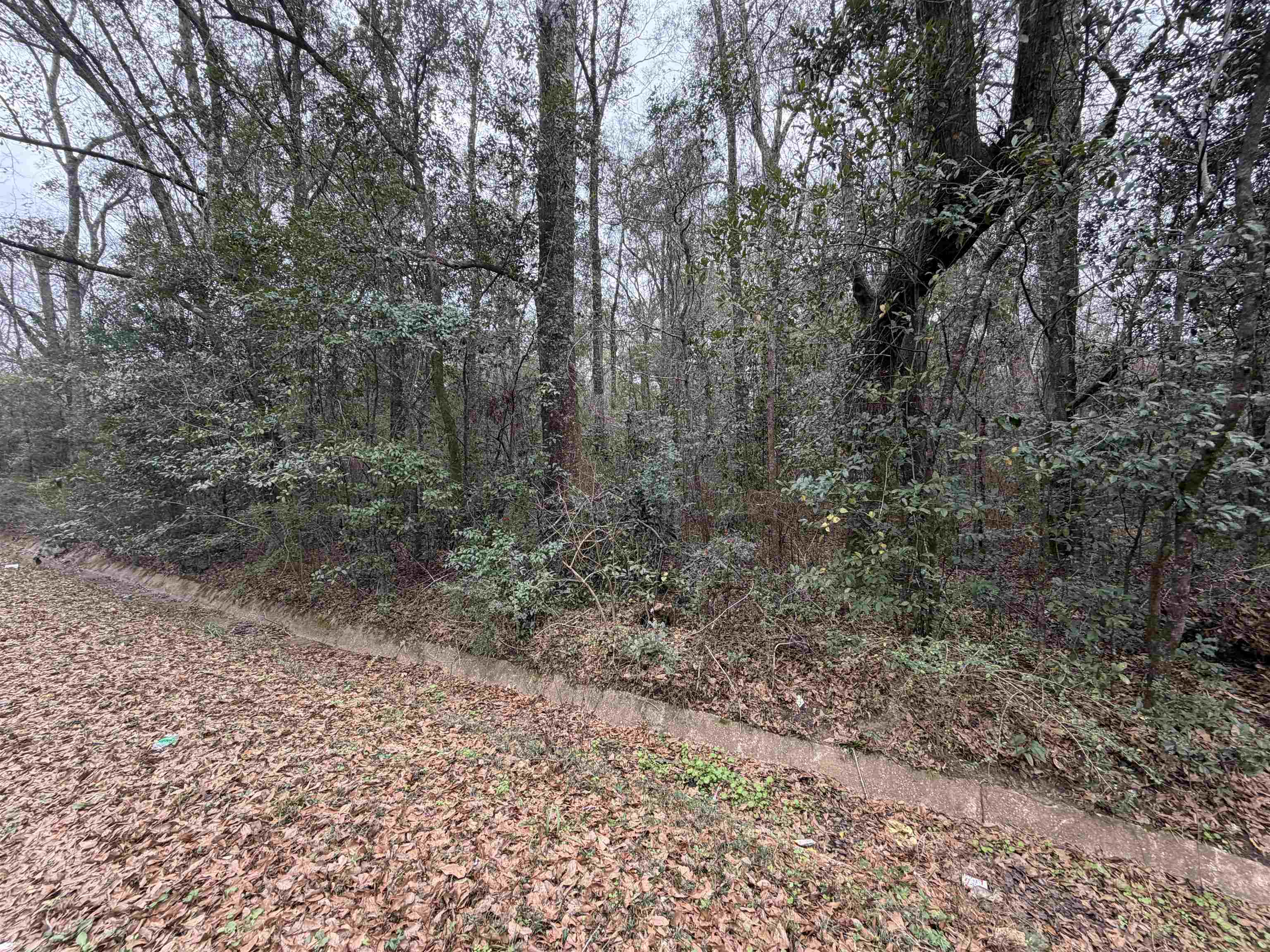 0 Carol Street Mobile, AL 36608 - Photo 2 of 4 View of local wilderness