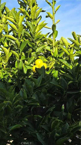 a backyard of a tree