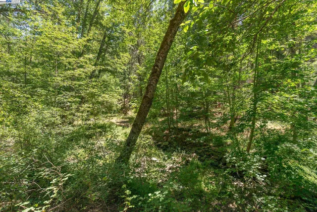 a green field with lots of trees