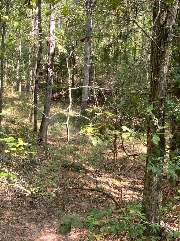 0 Firetower Road Cusseta, GA 31805 - Photo 12 of 15