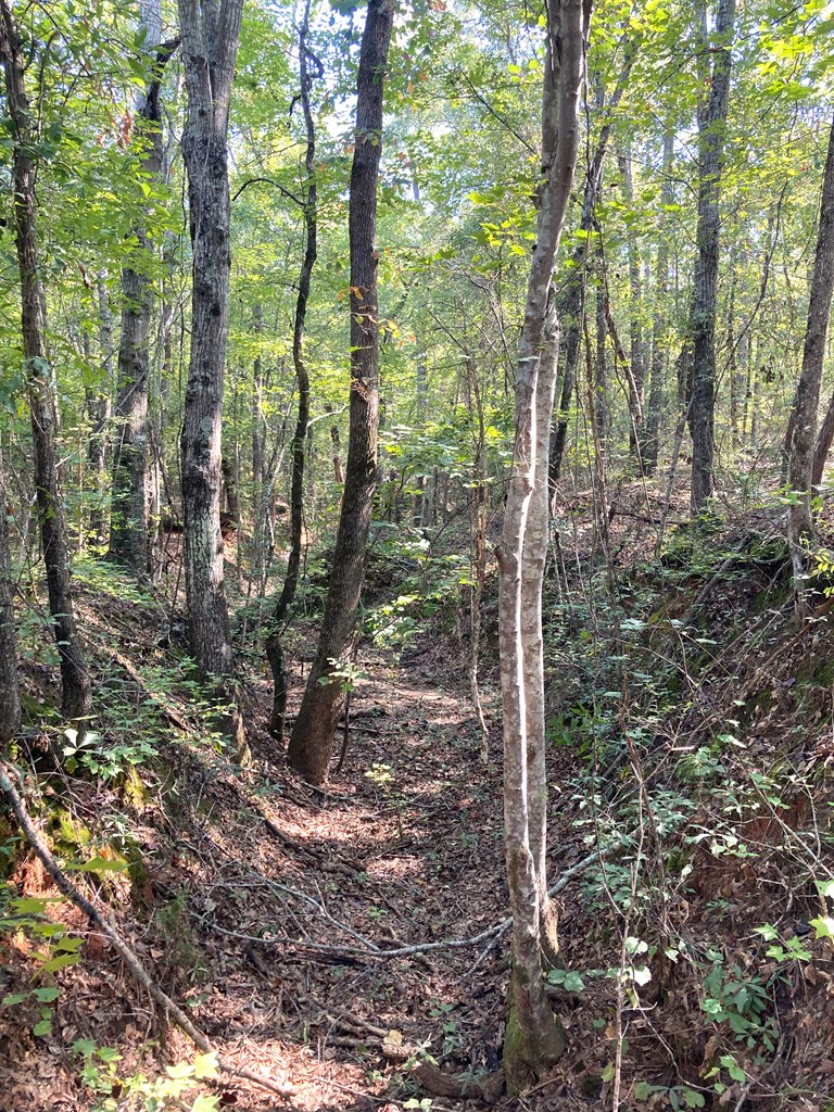 0 Firetower Road Cusseta, GA 31805 - Photo 13 of 15