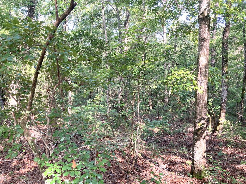 0 Firetower Road Cusseta, GA 31805 - Photo 3 of 15