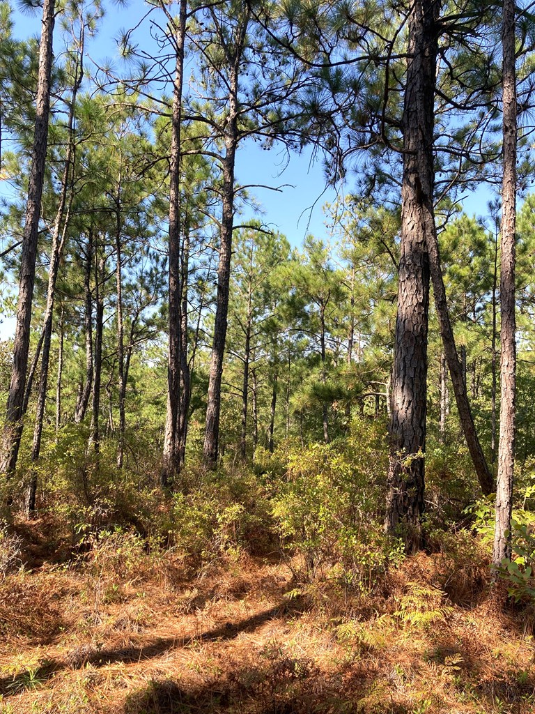 0 Firetower Road Cusseta, GA 31805 - Photo 6 of 15