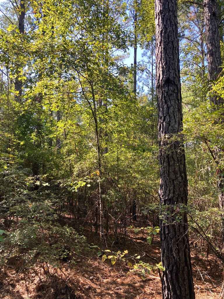 0 Firetower Road Cusseta, GA 31805 - Photo 7 of 15