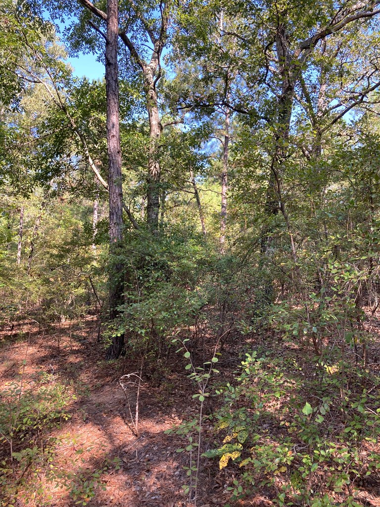 0 Firetower Road Cusseta, GA 31805 - Photo 8 of 15