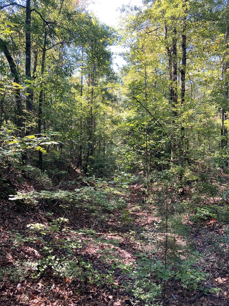 0 Firetower Road Cusseta, GA 31805 - Photo 9 of 15