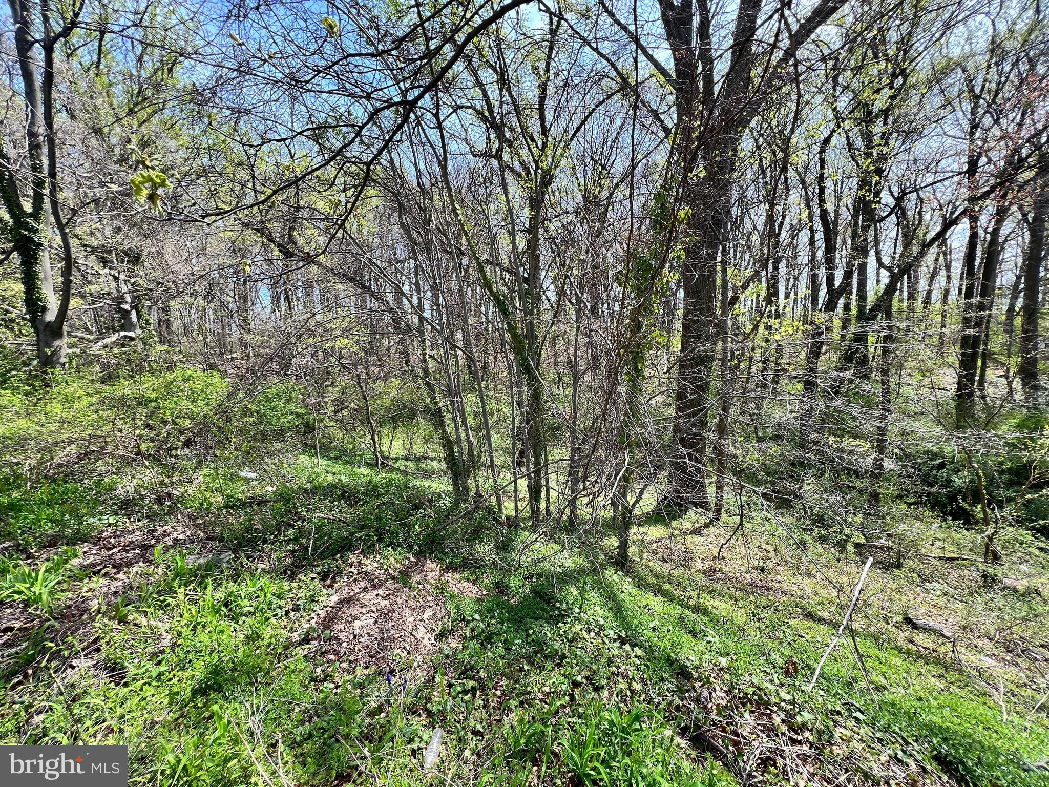 8105 Clyde Bank Road Towson, MD 21286 - Photo 16 of 30 Wow, this is your view in back!
