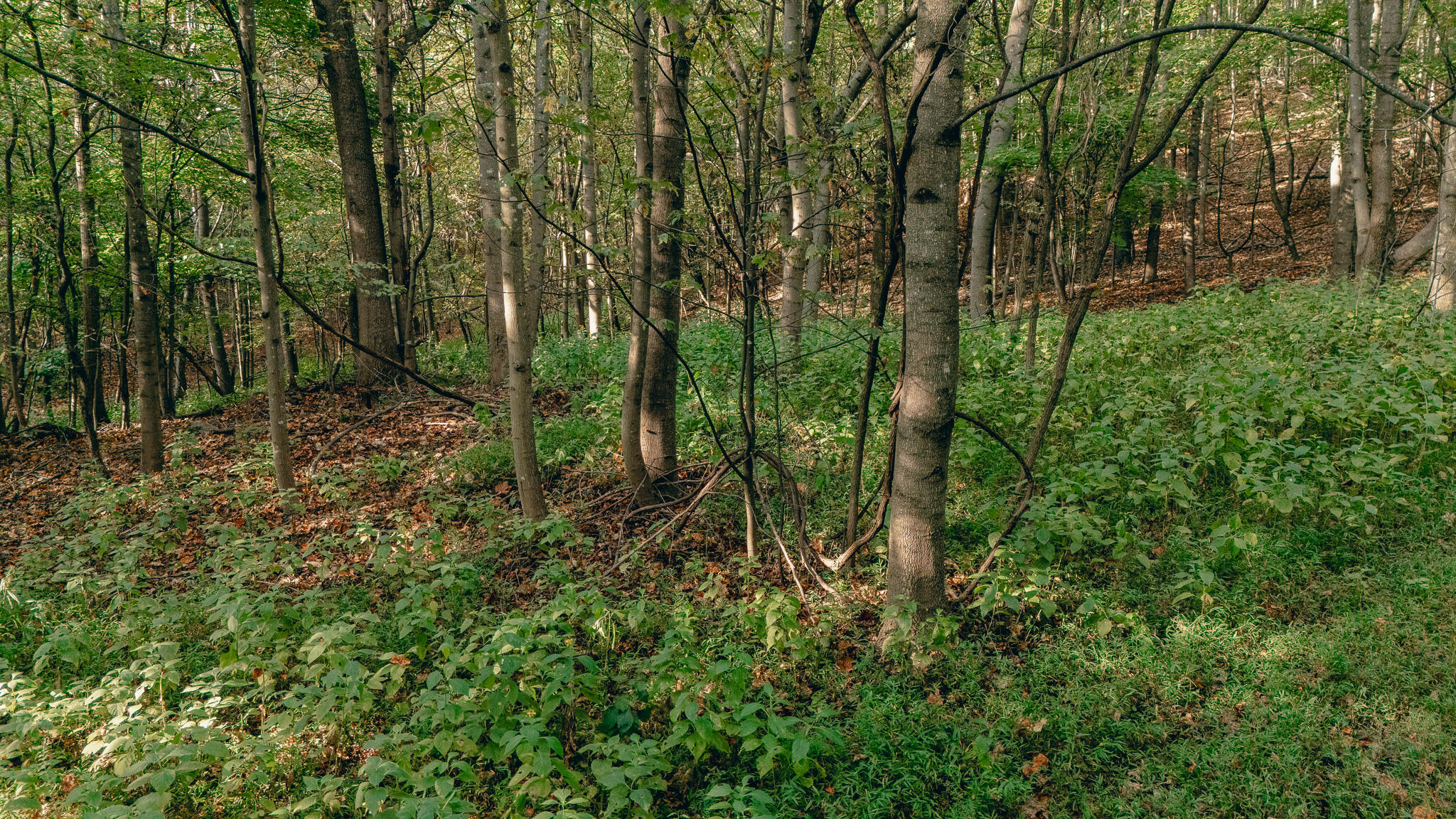 1737 Beagle Club Road Vinton, VA 24179 - Photo 19 of 45 a view of a forest with trees