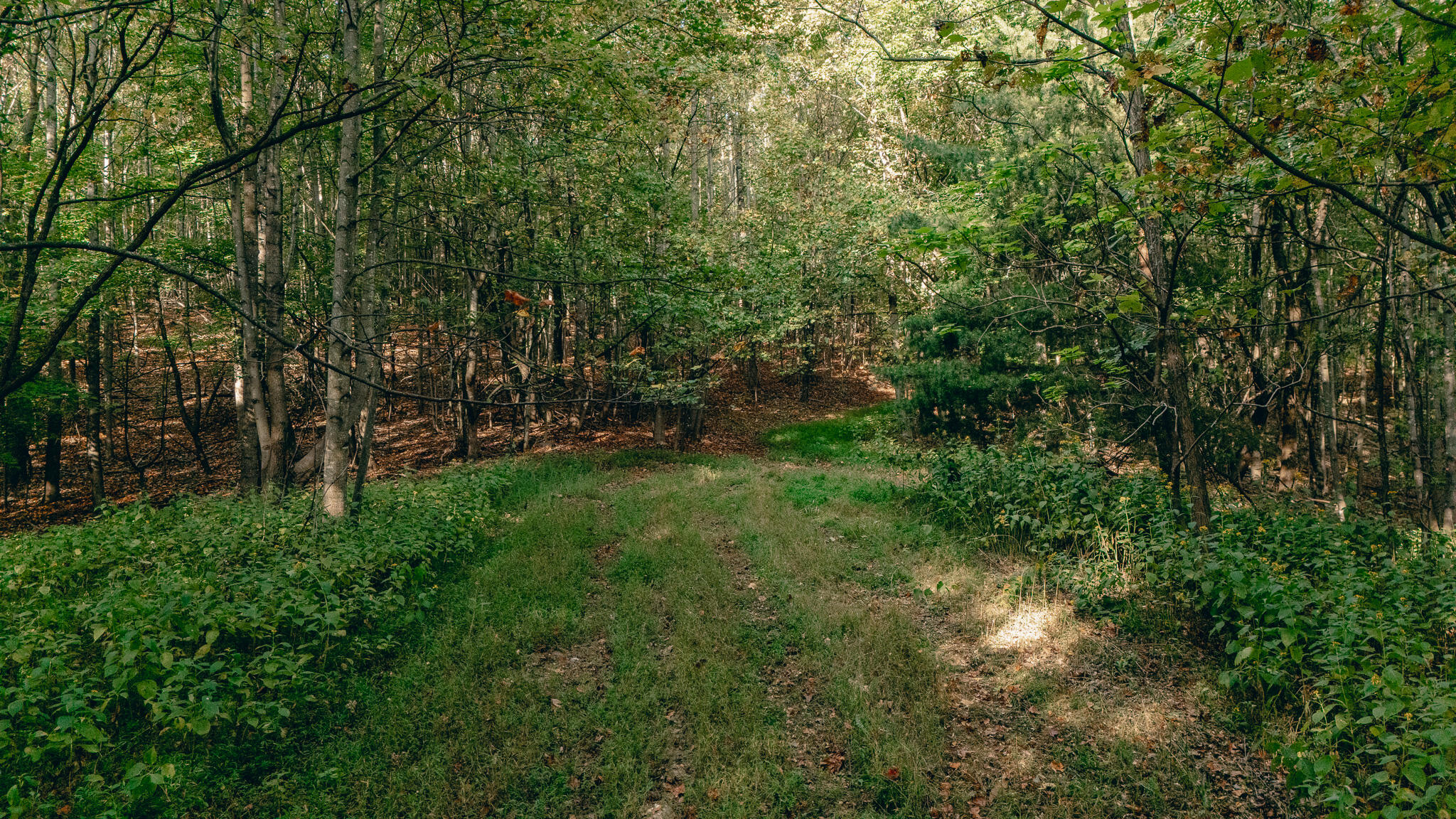 1737 Beagle Club Road Vinton, VA 24179 - Photo 20 of 45 a view of a lush green forest