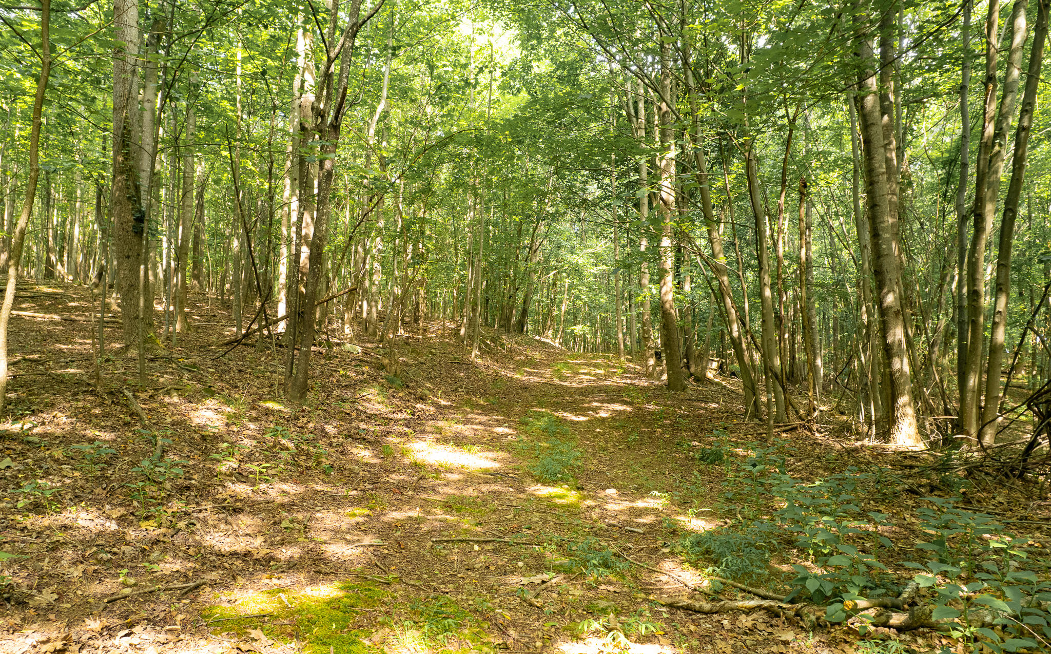 1737 Beagle Club Road Vinton, VA 24179 - Photo 21 of 45