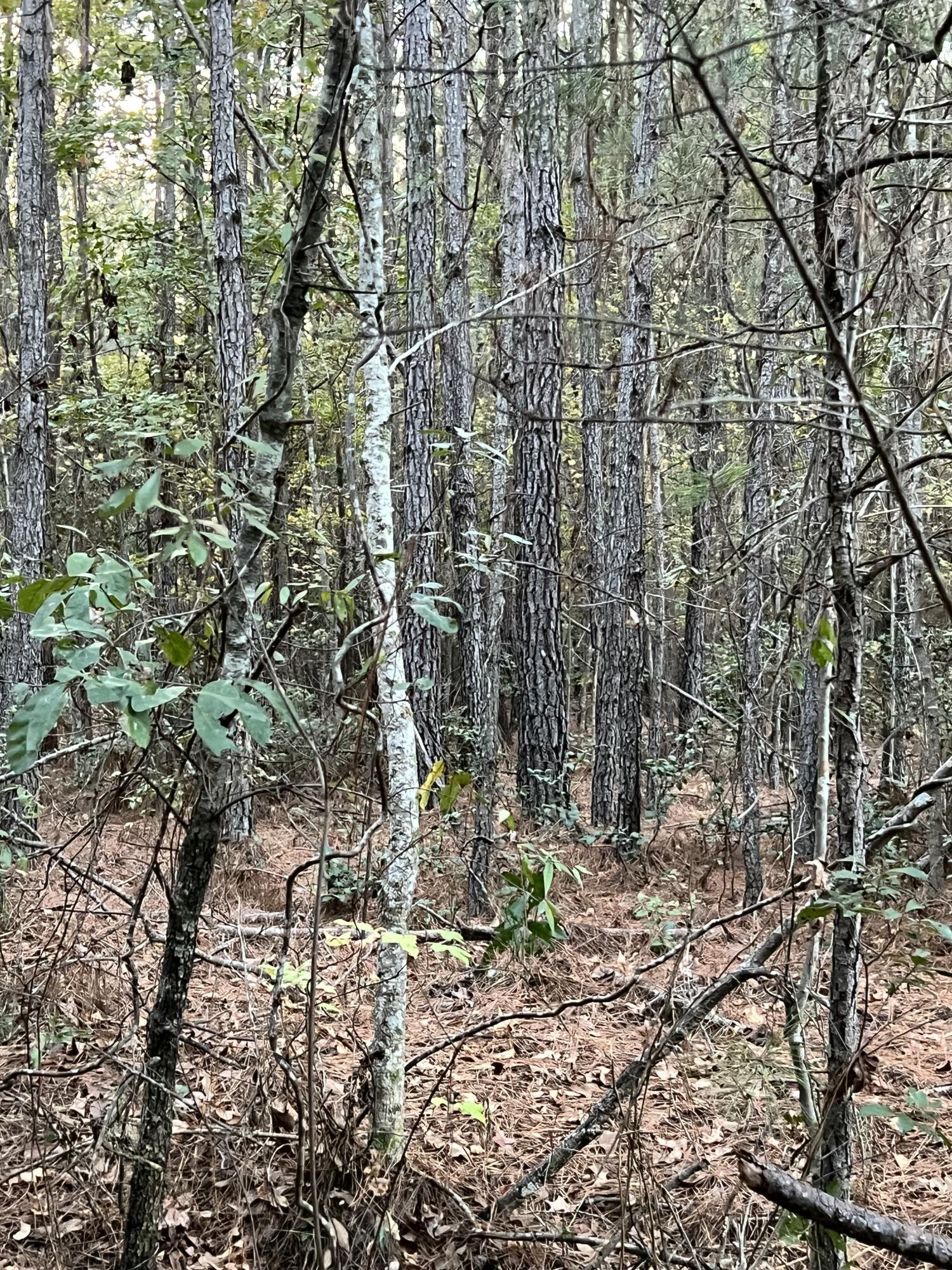 0 Smoak Road Walterboro, SC 29488 - Photo 7 of 12 IMG_4101
