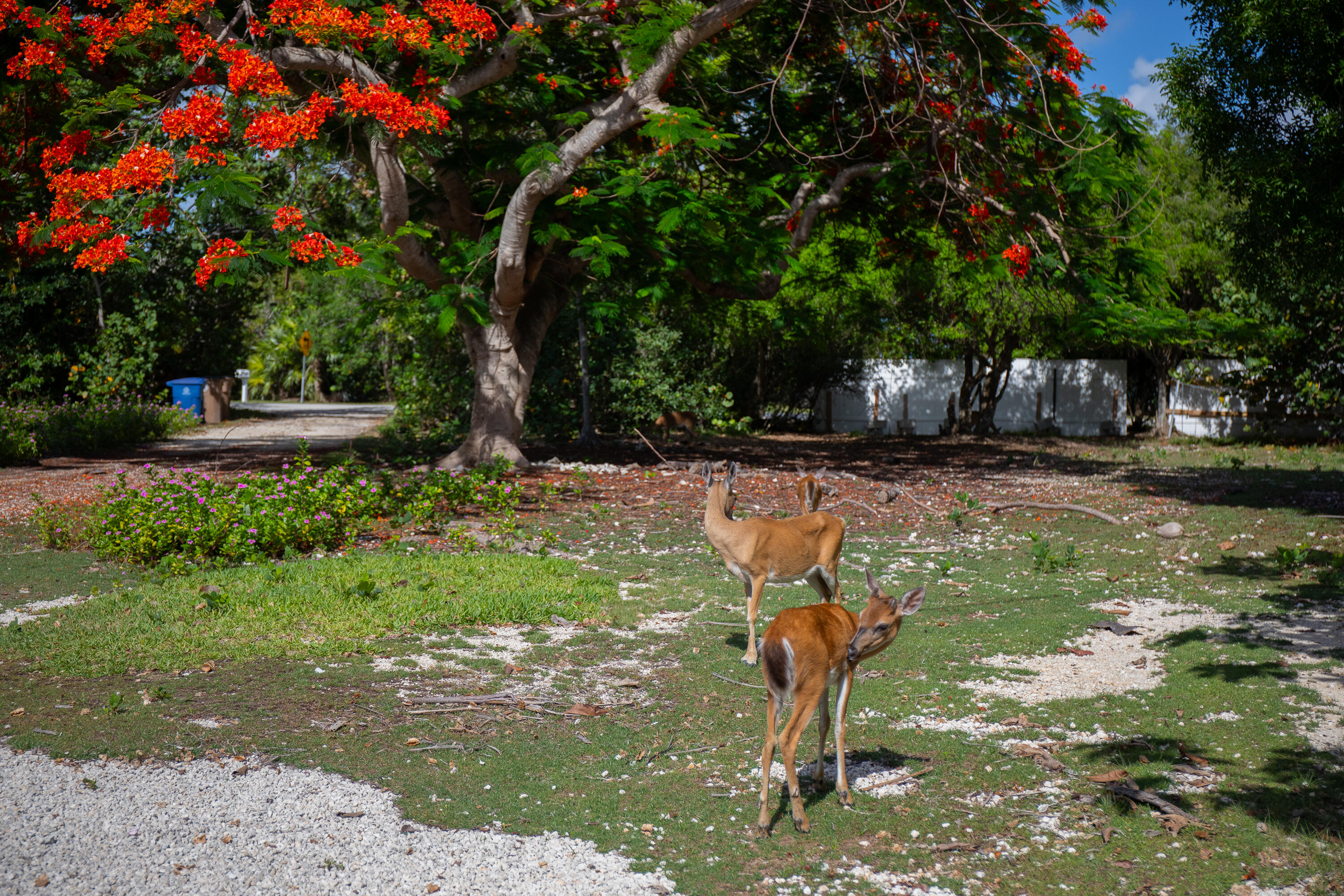 2231 Middle Torch Road Summerland Key, FL 33042 - Photo 10 of 24 a backyard of a house with lots of green space