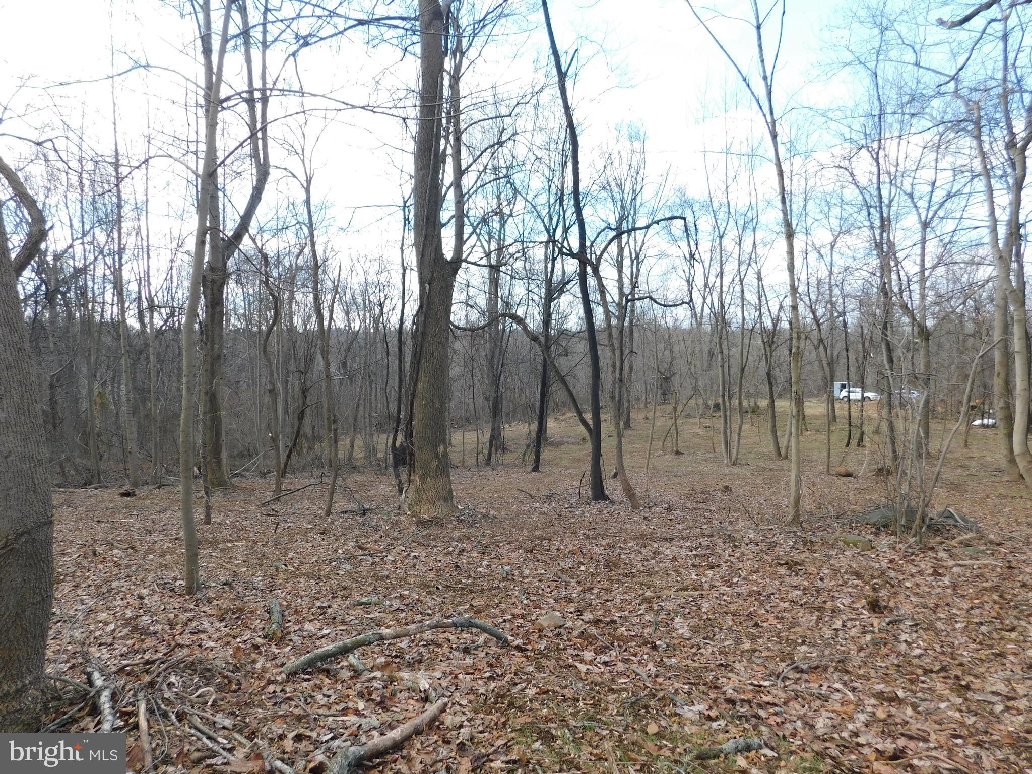 3909 River Road Darlington, MD 21034 - Photo 6 of 9 a view of a forest filled with trees