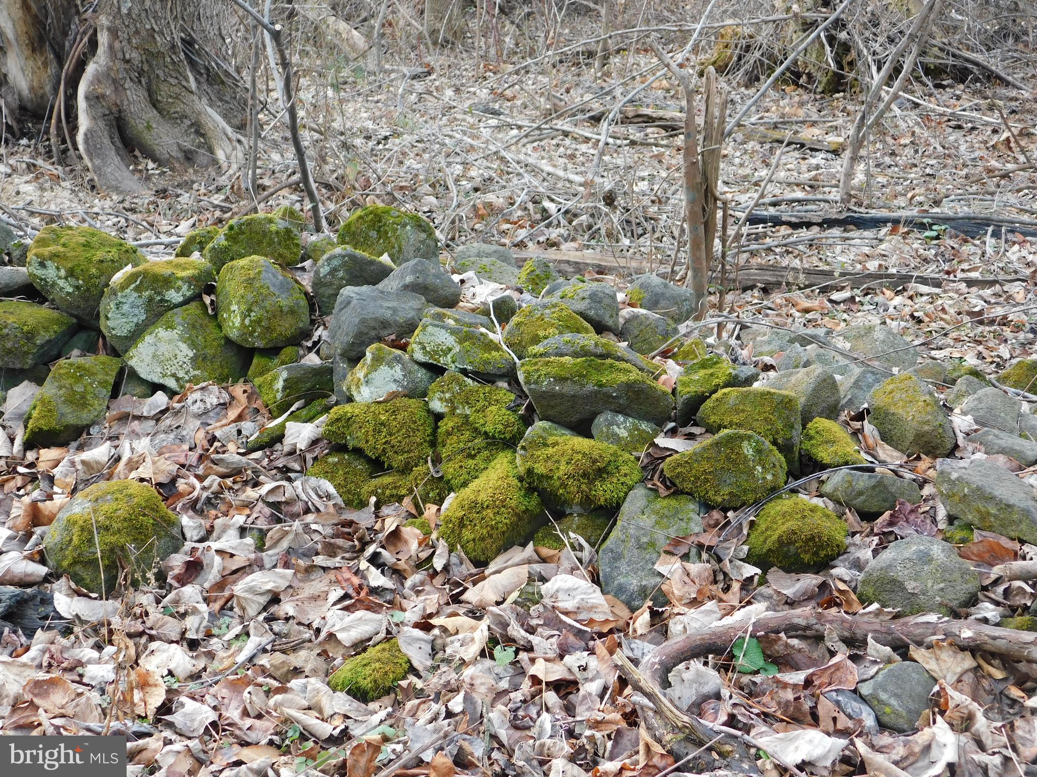 3909 River Road Darlington, MD 21034 - Photo 8 of 9 a bunch of flowers