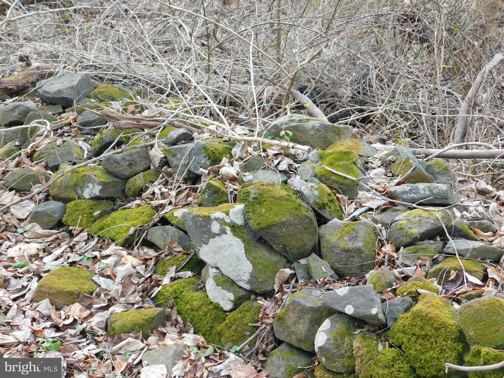 3909 River Road Darlington, MD 21034 - Photo 9 of 9 a view of a tree with a plant