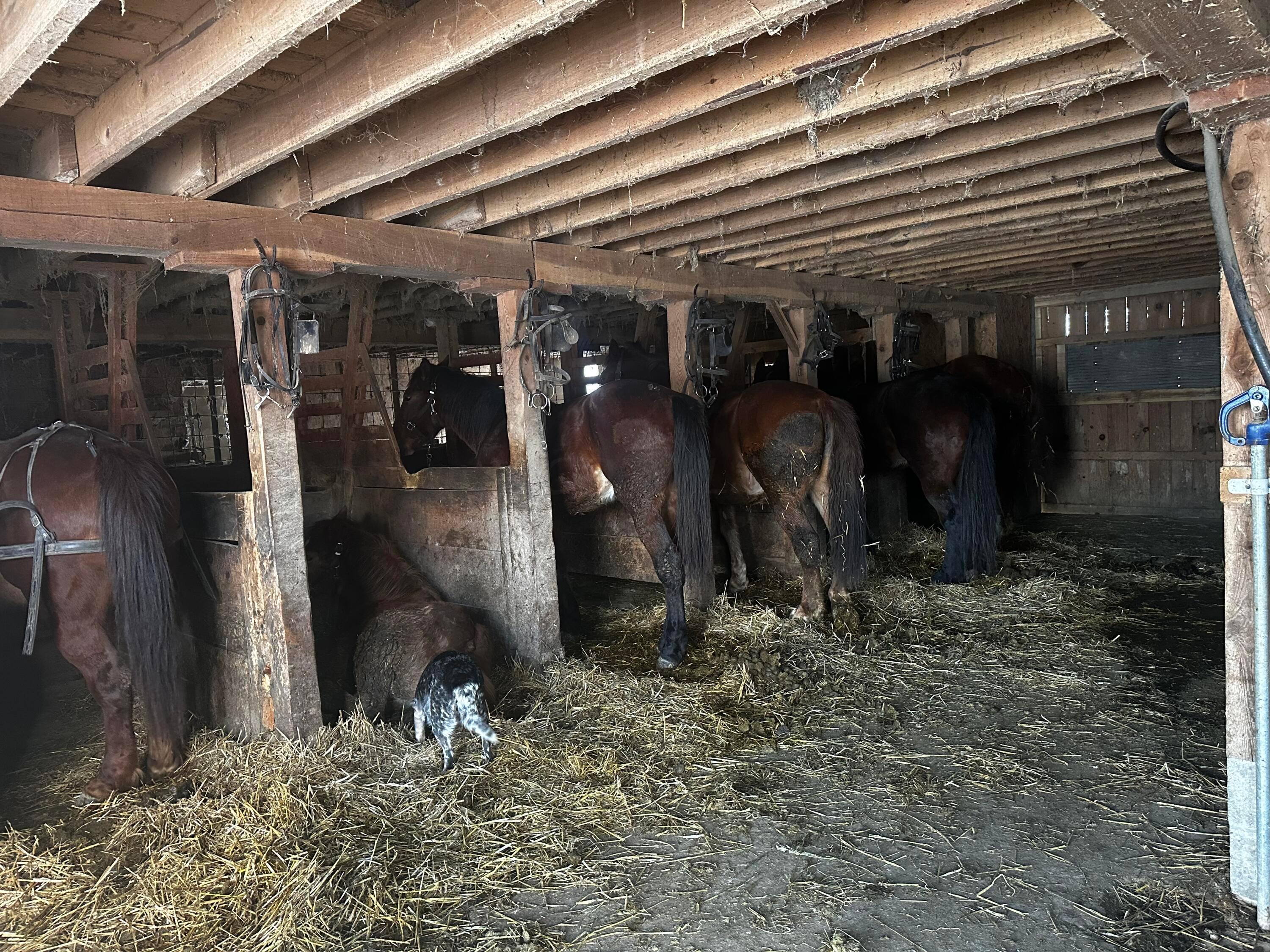 623 Flag Dale Road South Junction City, OH 43748 - Photo 10 of 27 Horse Stalls