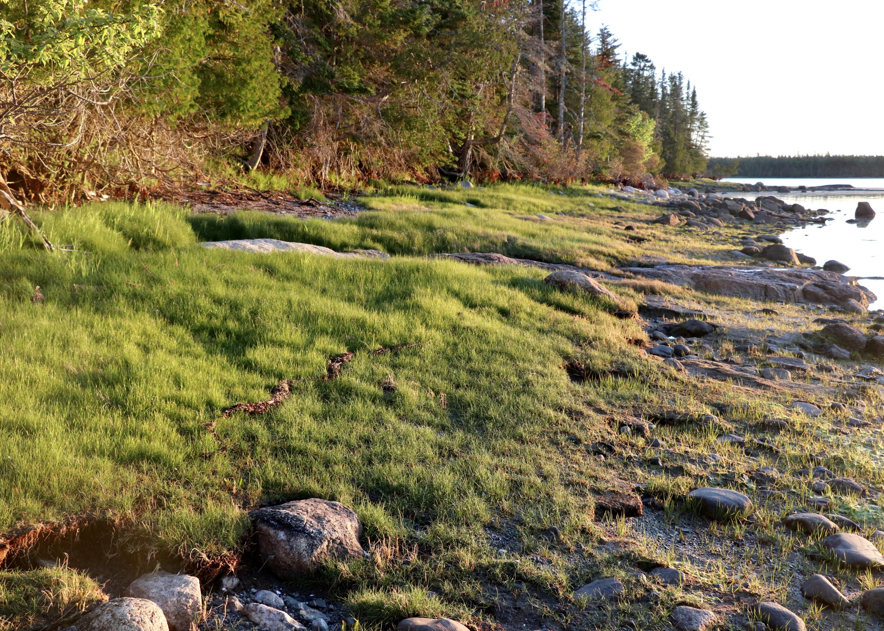 0 Naskeag Point Road Brooklin, ME 04616 - Photo 10 of 34 Photo Jun 01, 5 16 24 AM