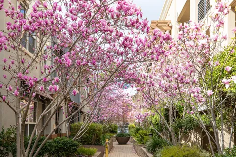 $1,298,000 | 4388 El Camino Real, Unit 130, Los Altos, CA 94022