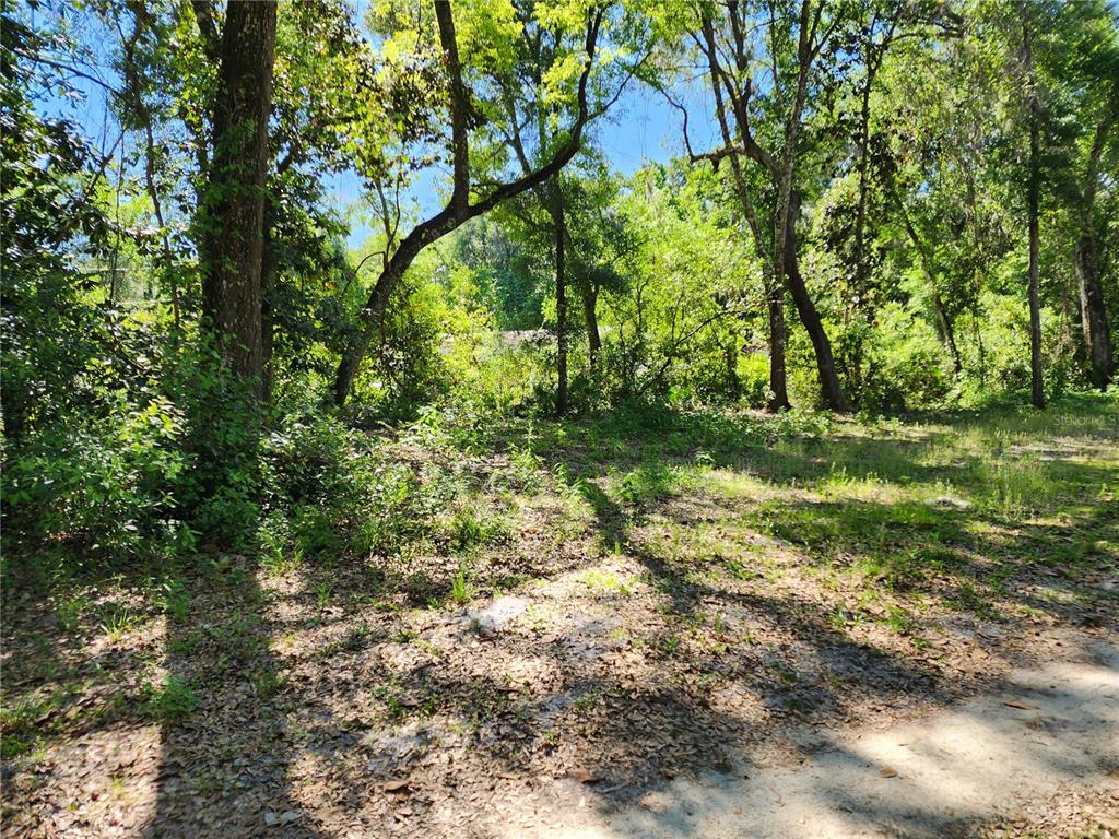 4150 South Spaniel Trail Inverness, FL 34450 - Photo 22 of 25 a view of a yard with a tree