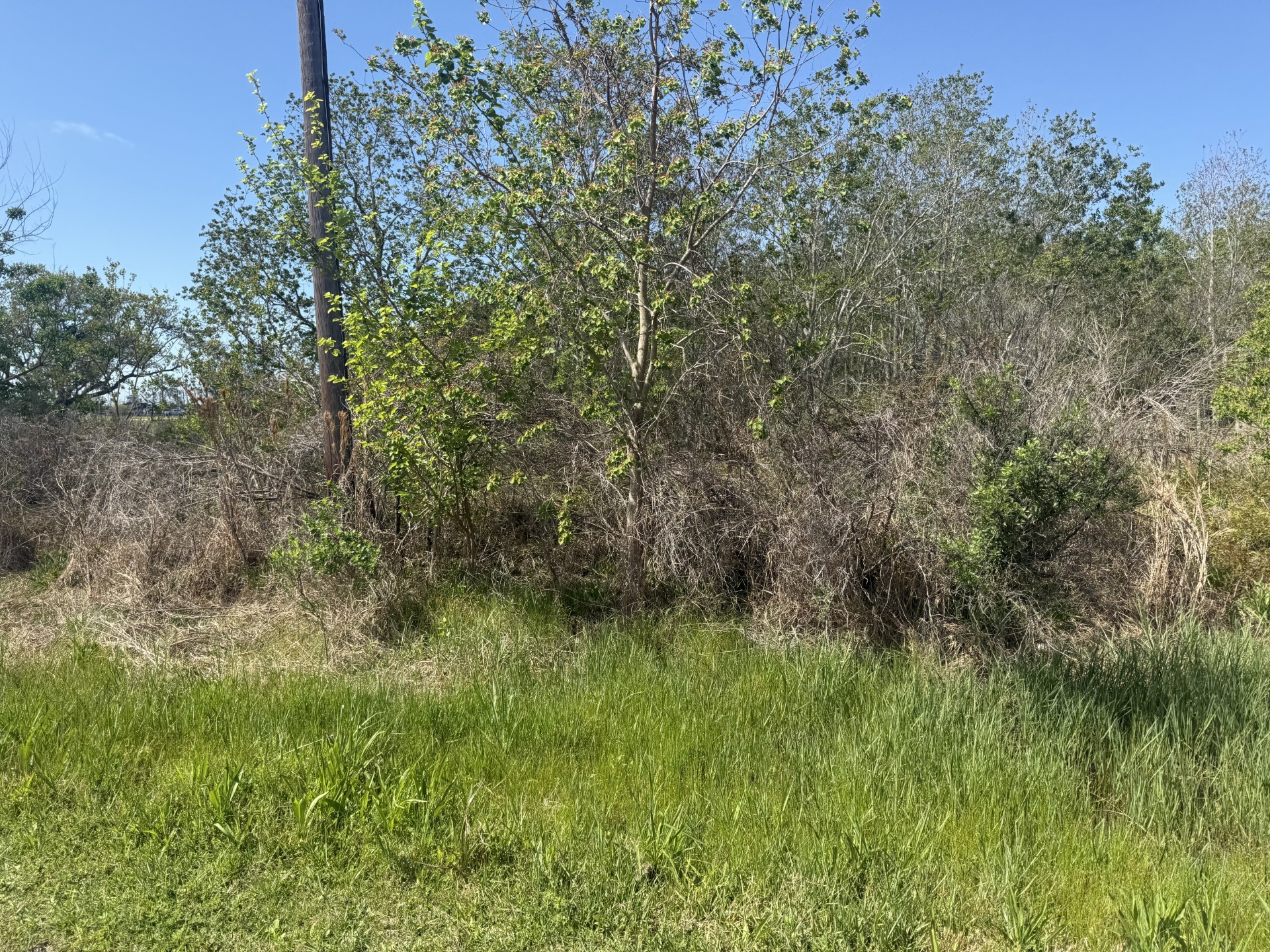 1 West Bayshore Road Anahuac, TX 77514 - Photo 2 of 9 a view of a lush green space