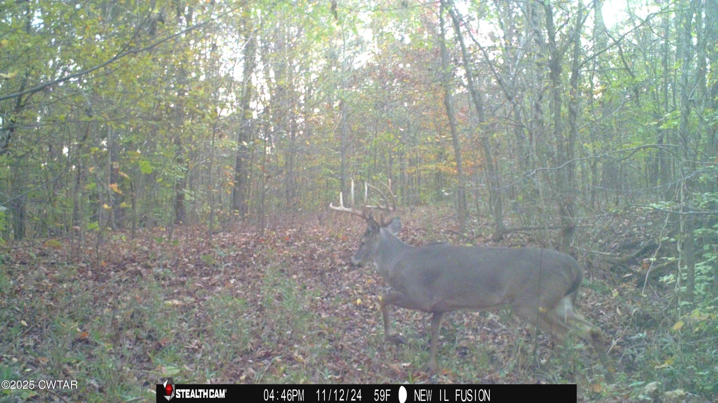 0 Dean Hill Road Hornbeak, TN 38232 - Photo 25 of 57 STC_0571