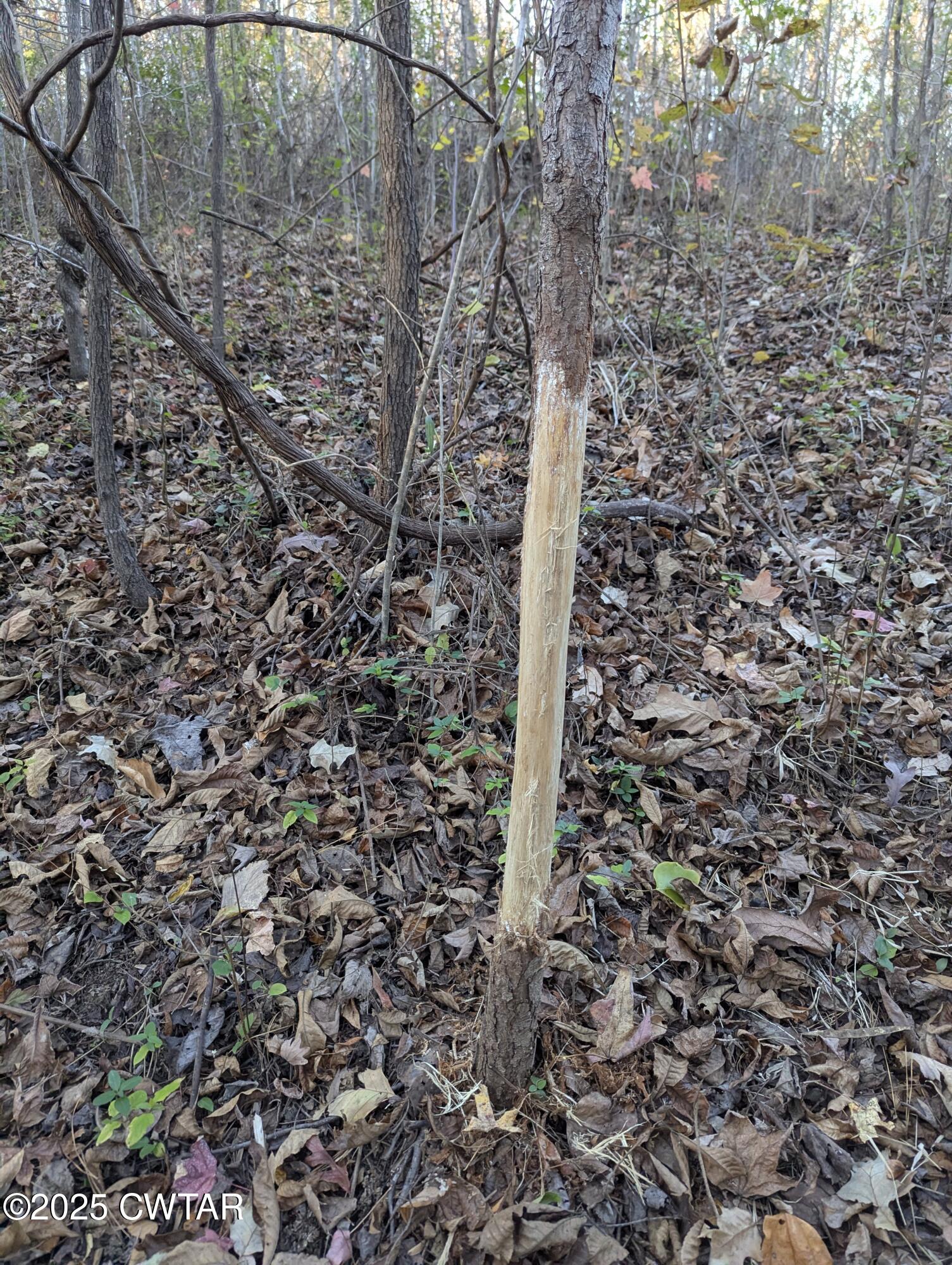 0 Dean Hill Road Hornbeak, TN 38232 - Photo 26 of 57 PXL_20241121_221414901