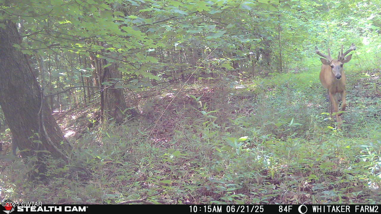 0 Dean Hill Road Hornbeak, TN 38232 - Photo 29 of 57 IMG_20251001_133219